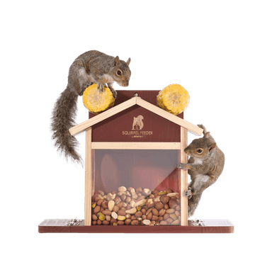 Squirrel Feeder