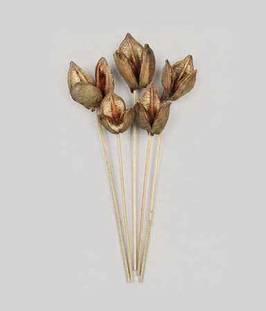 Dried Sora Pod Stems, 16" (Set of 5)