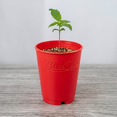 BudCups® Nursery Pots