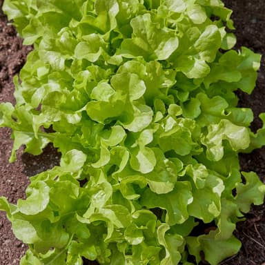 Salad Bowl Lettuce