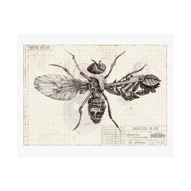 Vintage Fruit Fly Poster — Matte Horizontal Botanical Print