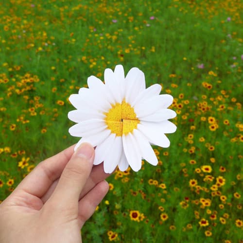 ABJECTION Daisy cards and envelope set