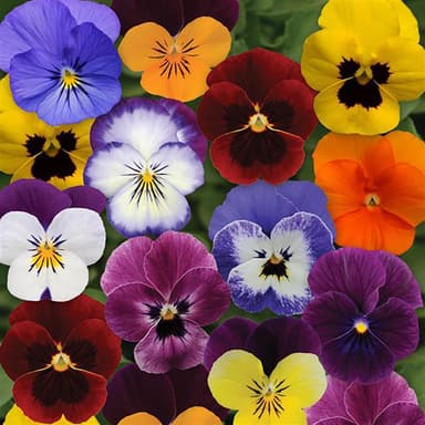 Sorbet® XP Autumn Select Mix Viola Plant