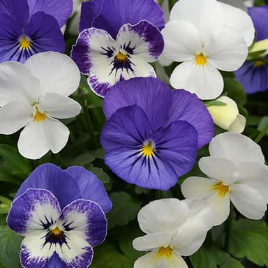 Sorbet® XP Blueberry Sundae Mix Viola Plant