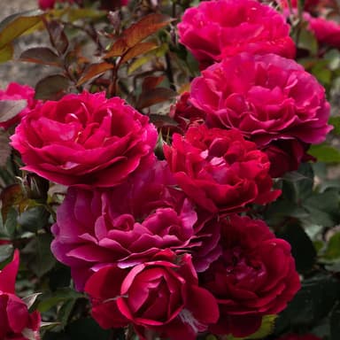 Knock Out® Roses Triple Knock Out Rose Bush