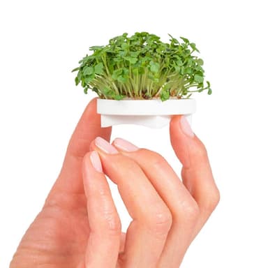 Wasabi Microgreens Seed Pad Refills