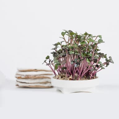 Red Acre Microgreens Seed Pad Refills