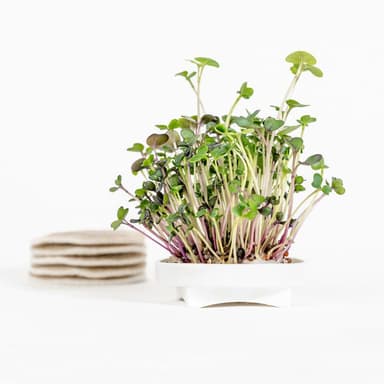 Kalefetti Microgreens Seed Pad Refills