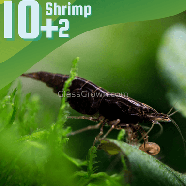 Black Onyx Dwarf Shrimp 10+ Pack