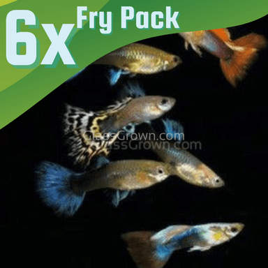 Fancy Mixed Guppy Fraternity 6 Pack