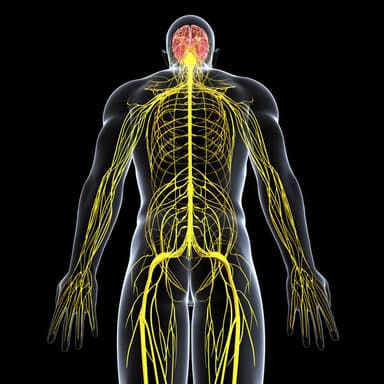 Total Body Scan w/ solution