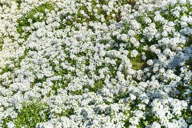 Alyssum Carpet of Snow (Sweet Alyssum) Microgreen Seeds