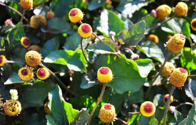 Paracress AKA Toothache Plant - Heirloom