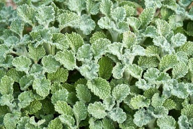 Horehound Seeds - Heirloom