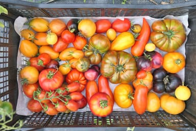 Rainbow Heirloom Blend Tomato Seeds