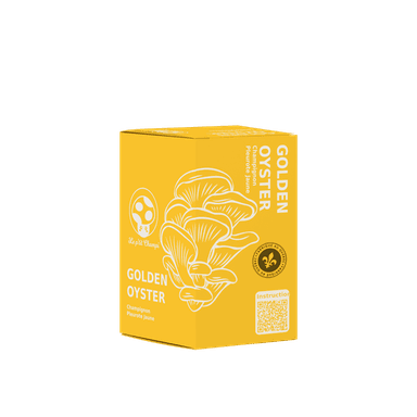 Golden Oyster Mushroom Kit