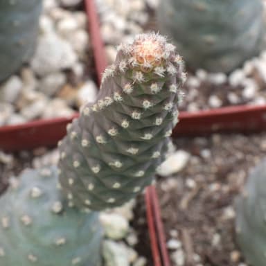 Tephrocactus articulatus var. inermis - Pine Cone Cactus