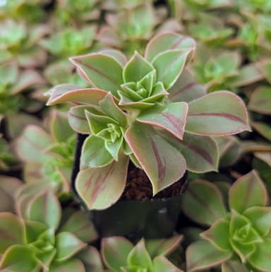 Aeonium 'Wheels of Stripification'