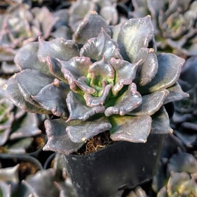 Echeveria 'Black Madiba'