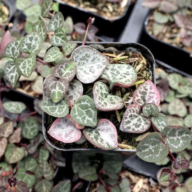 Ceropegia woodii - String of Hearts (Silver)