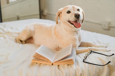 Premium free gift ebook - how to prevent cancer in dog