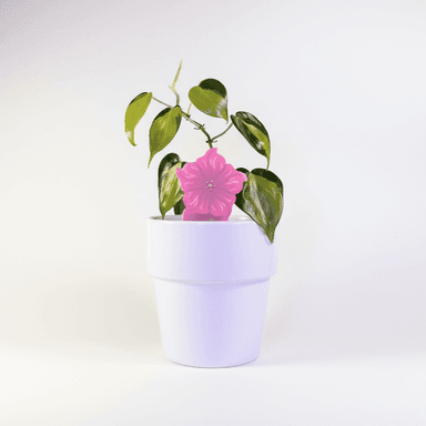 SOLD OUT - PlantDoc Flower: Biodegradable Color-Changing Moisture Meter for Plants, 5-Pack