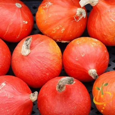 Squash (Winter) - Red Kuri seeds