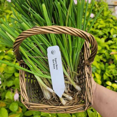Plant label markers