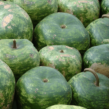 Gourd - Apple (Small) seeds