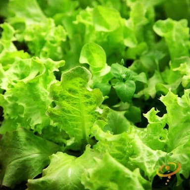 Lettuce - Salad Bowl, Green seeds