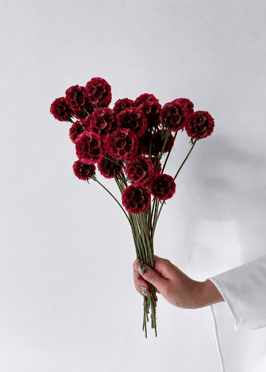 Red Scabiosa Pre-Sale | August Flower
