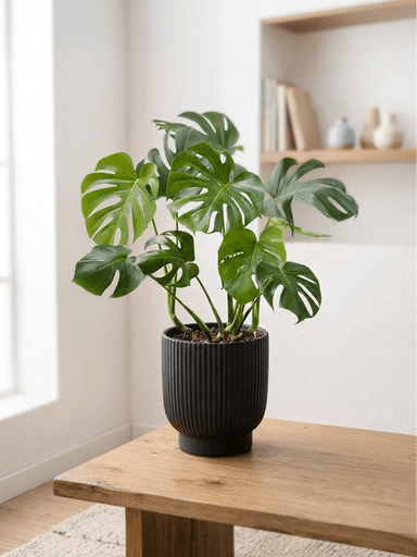 Monstera Deliciosa | 龜背芋