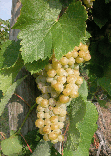 Grape 'Traminette' (Vitis)