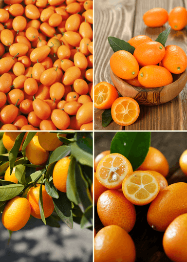 Kumquat Bundle - Meiwa & Nagami