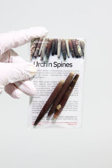 Sea Urchin Spines - 3-pack