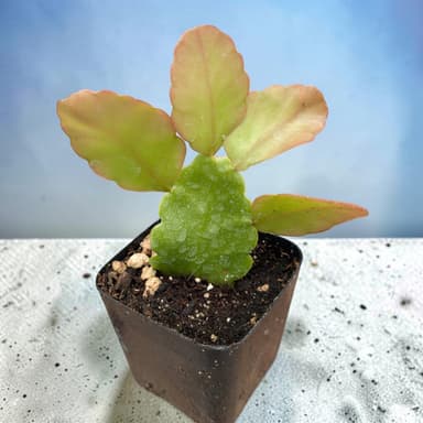 Rhipsalis pachyptera