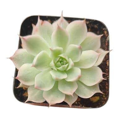 Echeveria 'Margaret Variegata