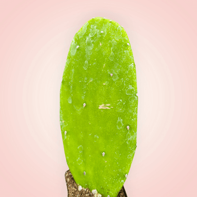 Opuntia 'Emerald Wave' Cactus
