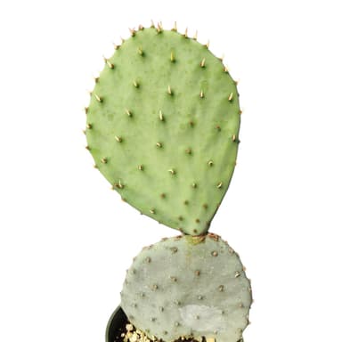 Spineless Prickly Pear Opuntia ficus-indica