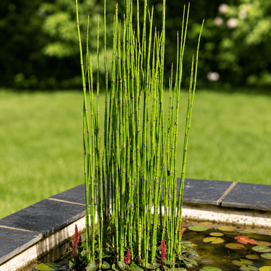 Equisetum Hyemale Grass