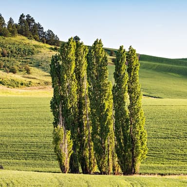 Lombardy Poplar Seedlings