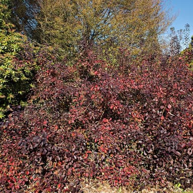 Fragrant Sumac Seedlings