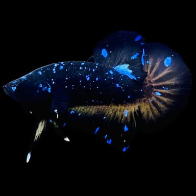 Rare Avatar Betta Fish (Male) - AV1024