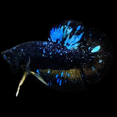 Rare Avatar Betta Fish (Male) - AV1021