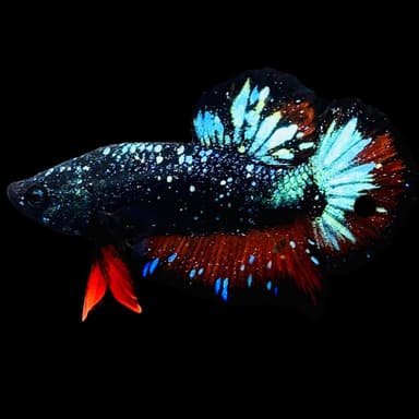 Rare Avatar Betta Fish (Male) - AV1020
