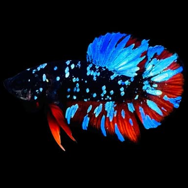 Rare Avatar Betta Fish (Male) - AV1019