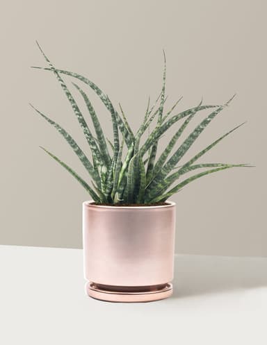 Sansevieria Fernwood