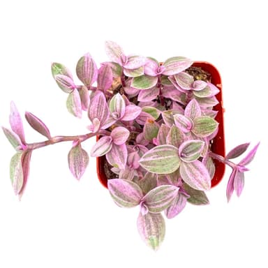 Callisia repens 'Pink Lady'