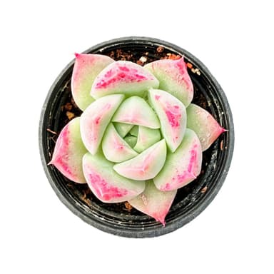 Echeveria 'Pointe Shoes'