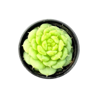 Echeveria 'Green Ghost'